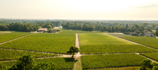 the vineyard of Château de Malleret - Boutique en ligne